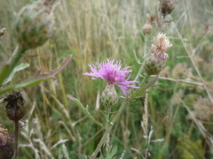Centaurea stoebe stoebe
