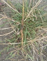 Centaurea stoebe stoebe