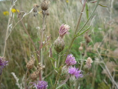 Centaurea stoebe stoebe
