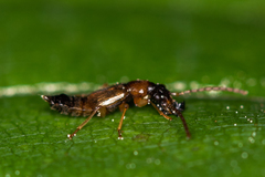 Anthophagus angusticollis