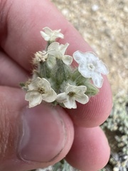 Oreocarya subcapitata