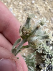 Oreocarya subcapitata