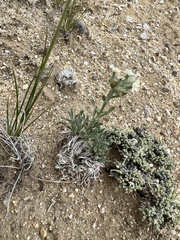 Oreocarya subcapitata