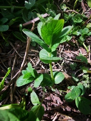Nepeta cataria