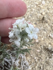 Oreocarya subcapitata