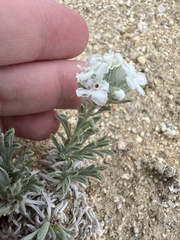 Oreocarya subcapitata