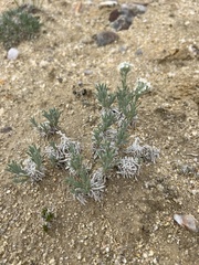 Oreocarya subcapitata
