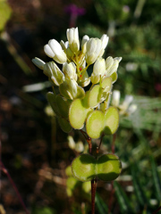 Biscutella maritima