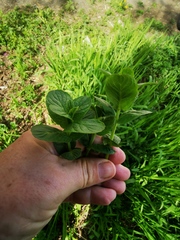 Nepeta cataria