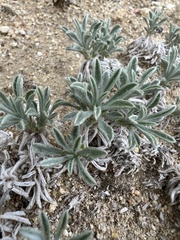 Oreocarya subcapitata