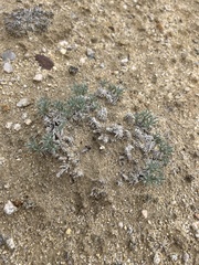 Oreocarya subcapitata