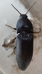 Elateridae
