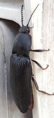 Elateridae