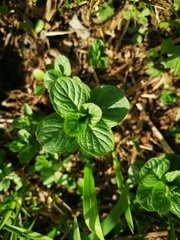 Nepeta cataria