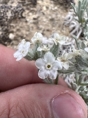 Oreocarya subcapitata