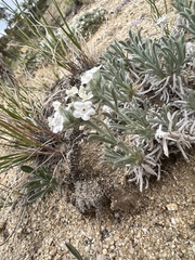 Oreocarya subcapitata
