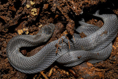 Ninia teresitae
