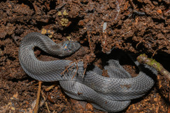 Ninia teresitae