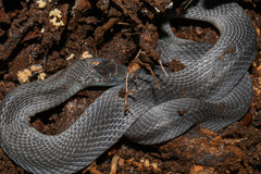 Ninia teresitae