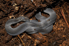 Ninia teresitae