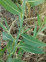 Chondrilla latifolia