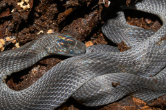 Ninia teresitae
