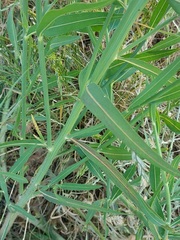 Chondrilla latifolia