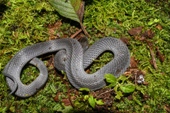 Ninia teresitae