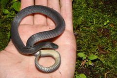 Ninia teresitae
