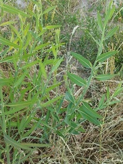 Chondrilla latifolia