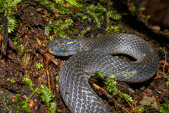 Ninia teresitae