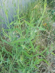 Chondrilla latifolia