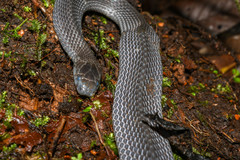 Ninia teresitae