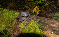 Ninia teresitae