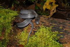 Ninia teresitae