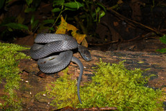 Ninia teresitae