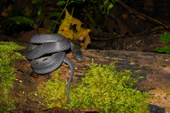 Ninia teresitae
