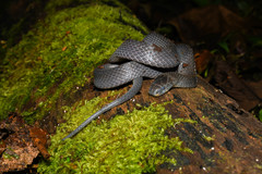 Ninia teresitae