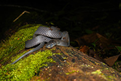 Ninia teresitae