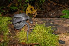 Ninia teresitae