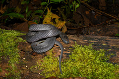 Ninia teresitae