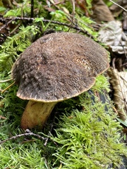 Xerocomellus rainisiae