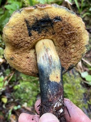 Xerocomellus rainisiae