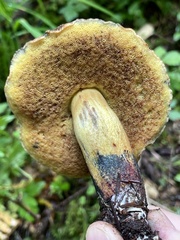 Xerocomellus rainisiae