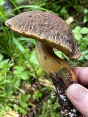 Xerocomellus rainisiae