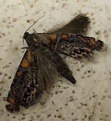 Thaumatographa regalis