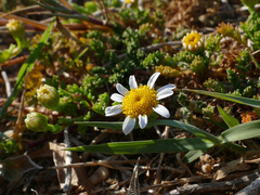 Anthemis secundiramea