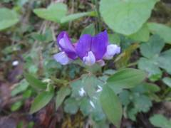 Lathyrus laxiflorus