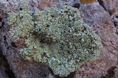 Lecanora argopholis
