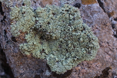 Lecanora argopholis